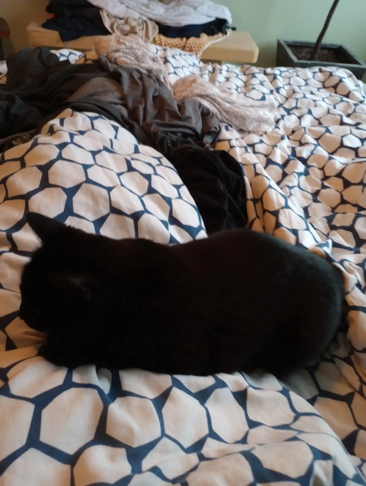 A black cat is curled up and sleeping on a rumpled bed with a blue and white geometric patterned duvet. Clothes are piled on…