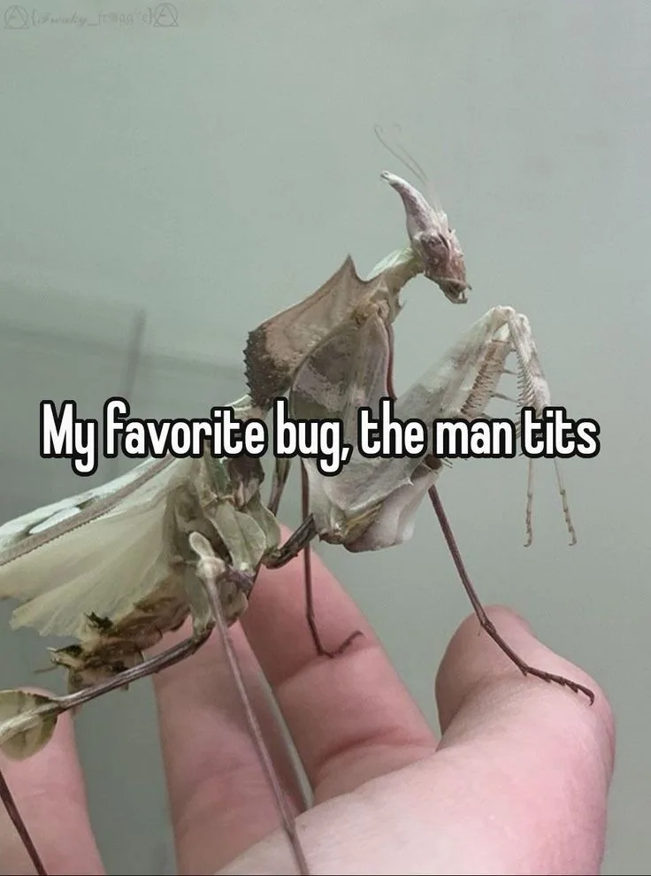 A person's hand holds a large, pale praying mantis with leaf-like wings and a distinctive, horned head. The mantis is…