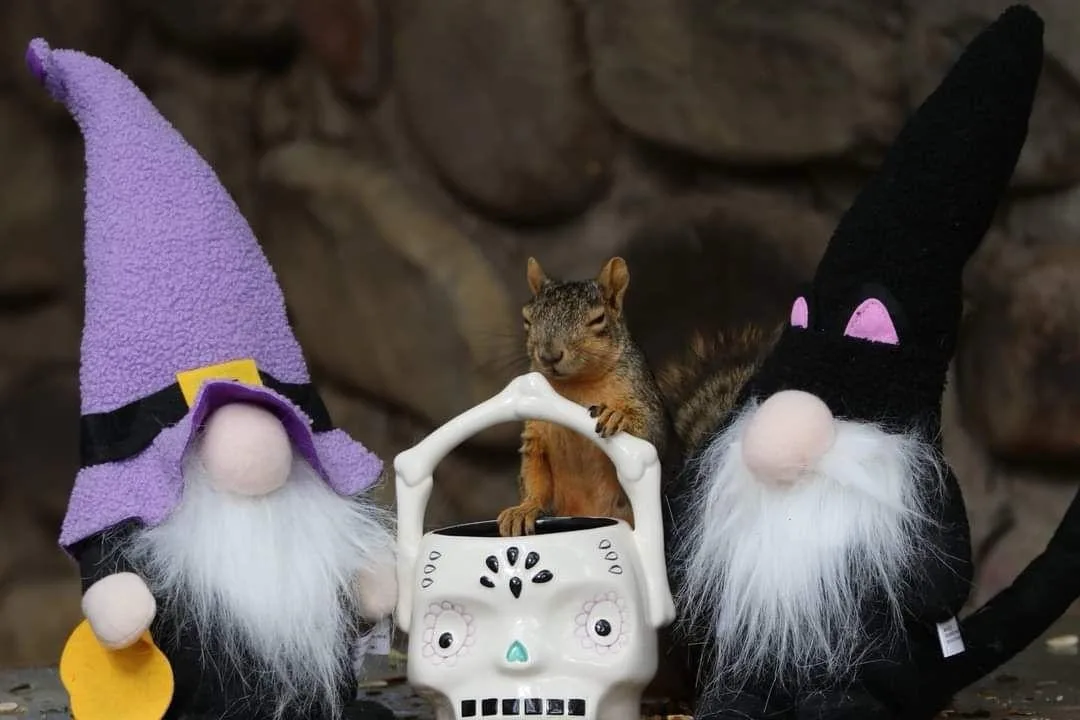 A real squirrel sits inside a white sugar skull-shaped bucket, flanked by two Halloween-themed garden gnomes wearing witch…