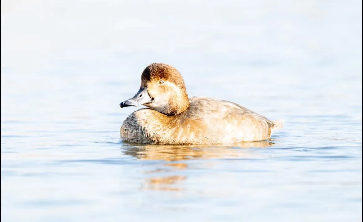 A brown duck with a dark head and gray beak floats calmly on calm blue water, its body partially submerged. The duck is…