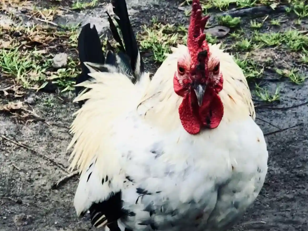 A close-up photo of a white and black rooster with a prominent red comb and wattle, standing on a patchy grass and dirt…