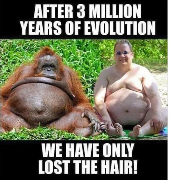 The image shows a side-by-side comparison of an orangutan and a bald, overweight man sitting next to each other on grass…