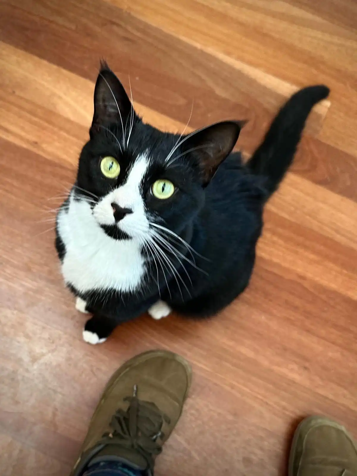 A black and white cat with bright green eyes sits on a wooden floor, looking up at the camera with a serious expression. The…