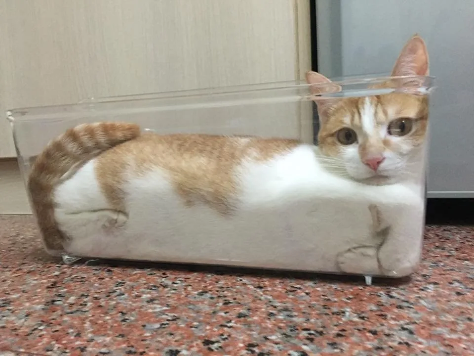 An orange and white cat is lying down inside a clear plastic storage bin, with only its head and ears visible above the rim…