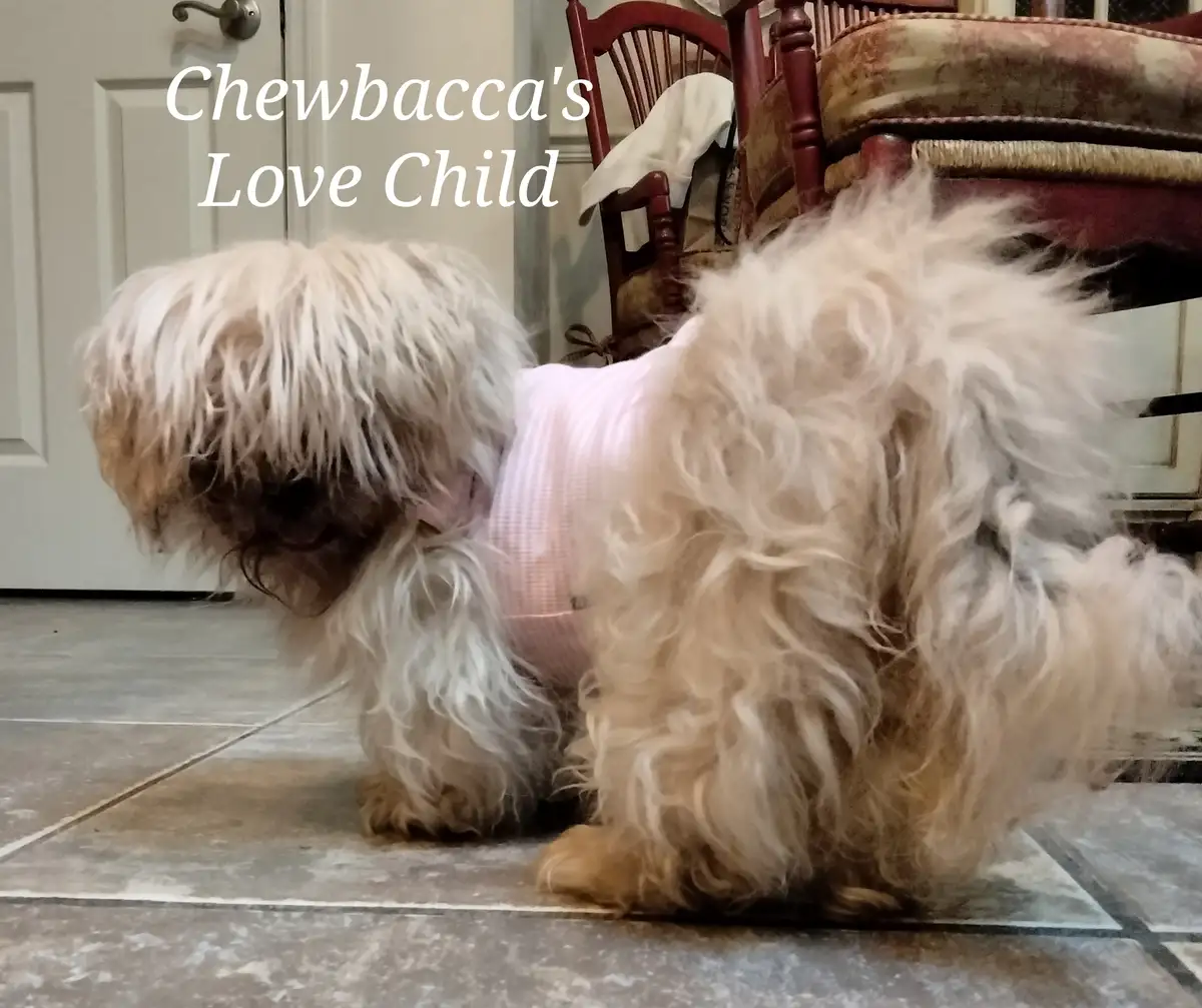 A small, shaggy, light-colored dog wearing a pink shirt is sitting on a tiled floor, looking down. The text 'Chewbacca's…