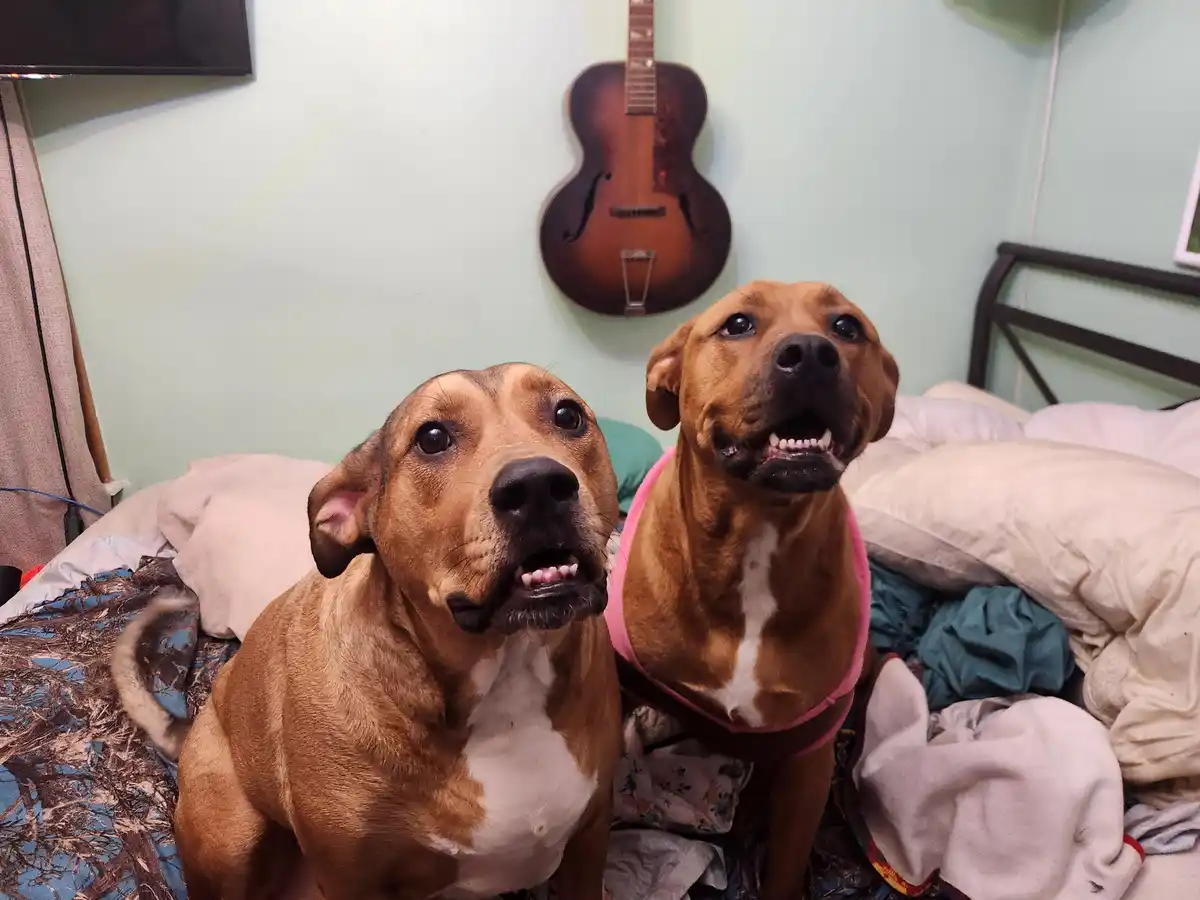 Two brown dogs with white chests sit on a messy bed, looking upward with wide eyes and open mouths. One wears a pink…