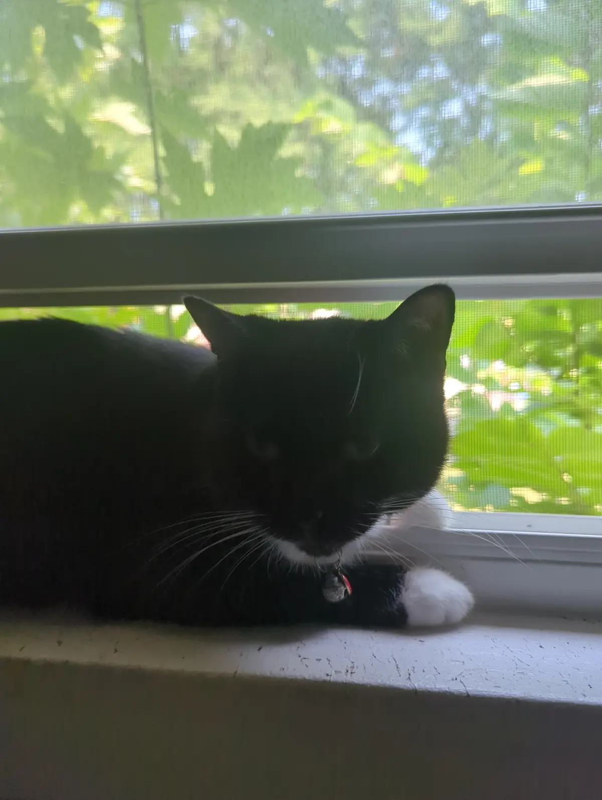 A black-and-white cat with a white chest and paws rests on a windowsill, looking directly at the camera through a screen…