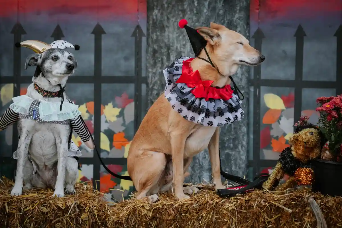 Two dogs dressed in Halloween costumes sit on a hay bale against a backdrop of a spooky fence and autumn leaves. The dog on…