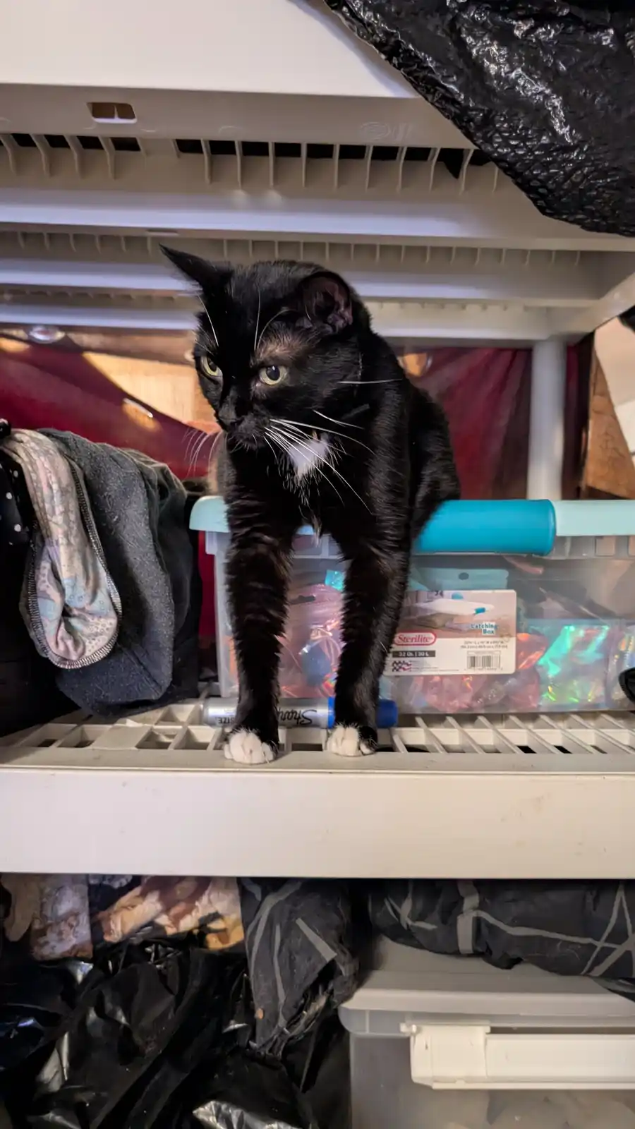 A black cat with white paws and a white chest stands on a white plastic shelf in a cluttered storage area, looking down with…