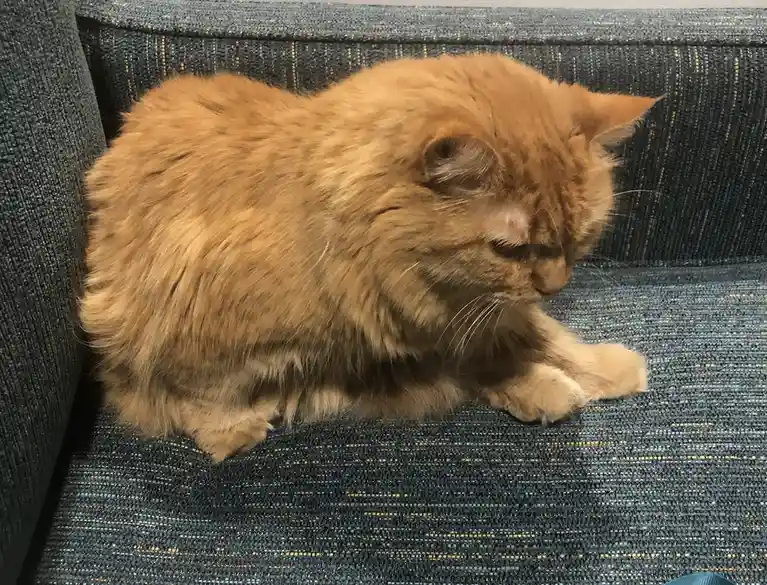 A fluffy orange tabby cat is sitting on a dark blue textured couch, looking down with a tired or uninterested expression…