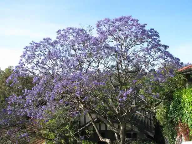 A large jacaranda tree in full bloom with vibrant purple flowers dominates the image, set against a clear blue sky with…