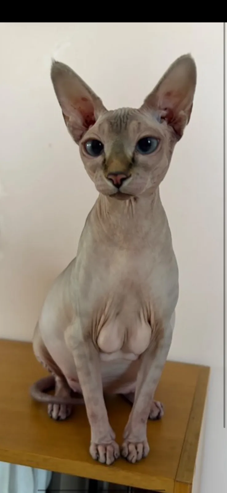 A hairless sphynx cat with large ears and blue eyes sits upright on a wooden table, looking directly at the camera. The…