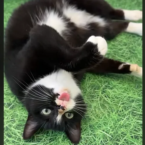 A black and white cat lies on its back on green artificial grass, looking up with wide eyes and its pink tongue sticking…