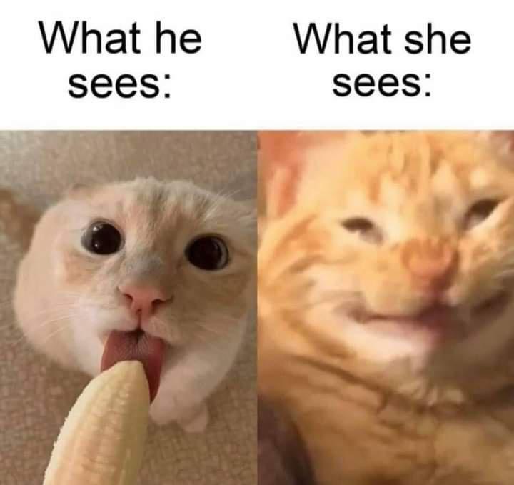 The image is split into two panels. Left: a white cat with wide, innocent eyes licking a banana peel. Right: a blurry…