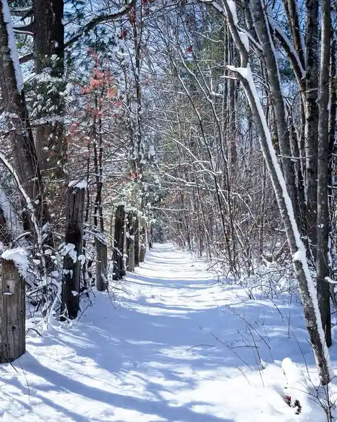 A snowy forest path lined with snow-covered trees and wooden posts, with sunlight casting long shadows. Overlaid text reads…
