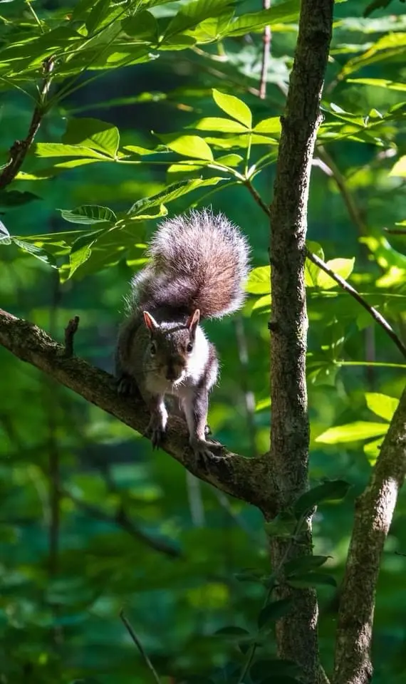 Just a Squirrel Being Adorable