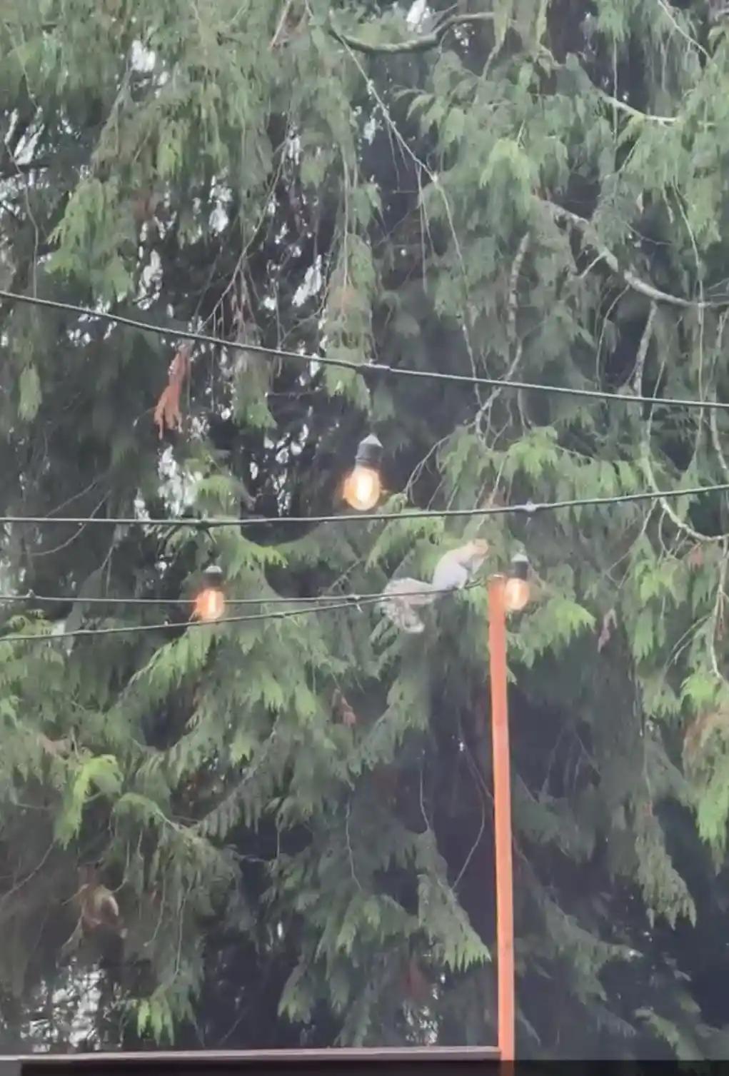 A gray squirrel is perched on a string of glowing outdoor lights strung between poles, with a dense green coniferous tree in…