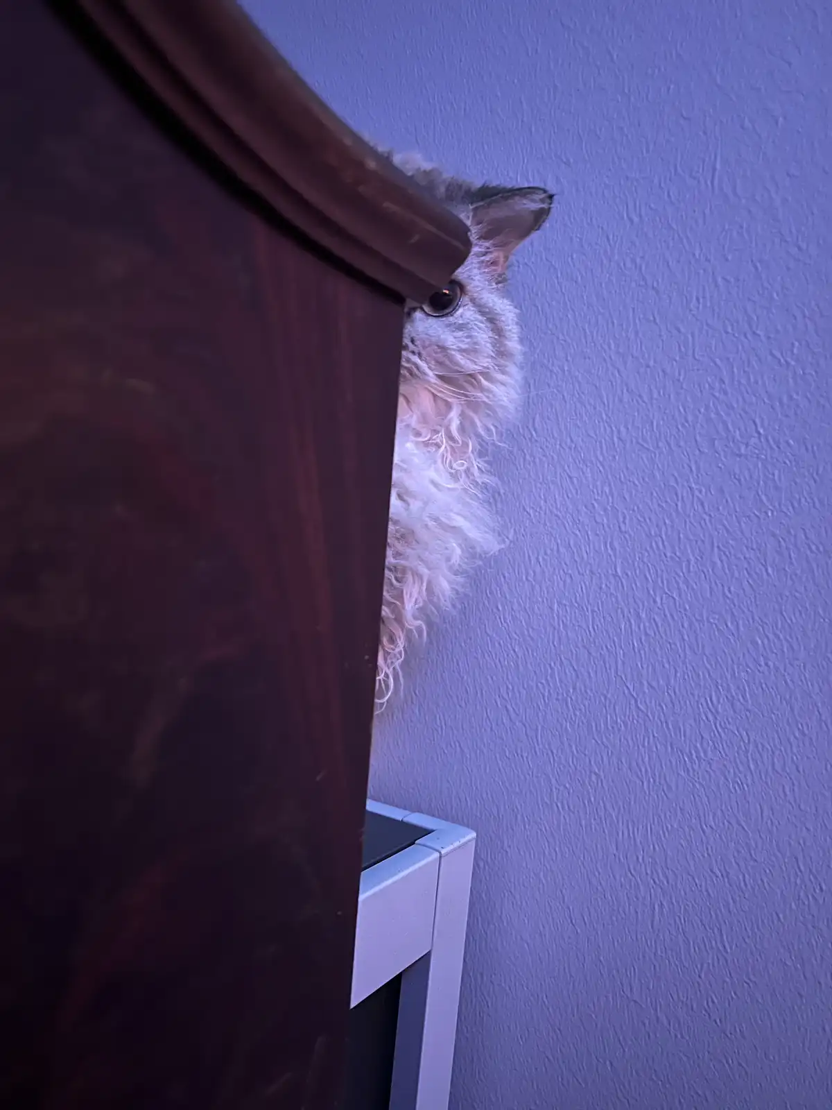 A fluffy, long-haired cat with light-colored fur peeks cautiously from behind a dark wooden piece of furniture, its single…