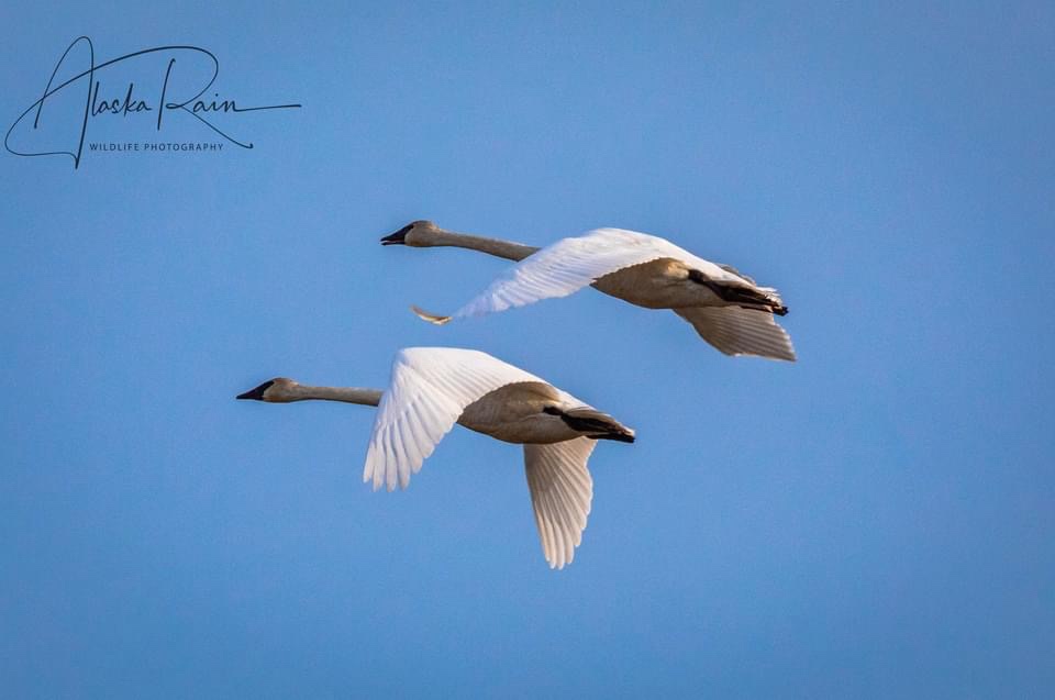 Two large white swans fly gracefully against a clear blue sky, wings spread wide. The image has a watermark in the top left…
