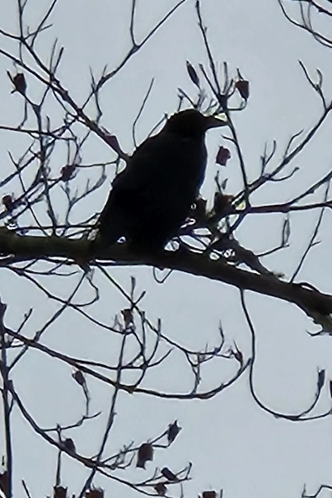 A dark silhouette of a bird perched on a bare tree branch against a pale sky, with sparse dried leaves visible. The image…
