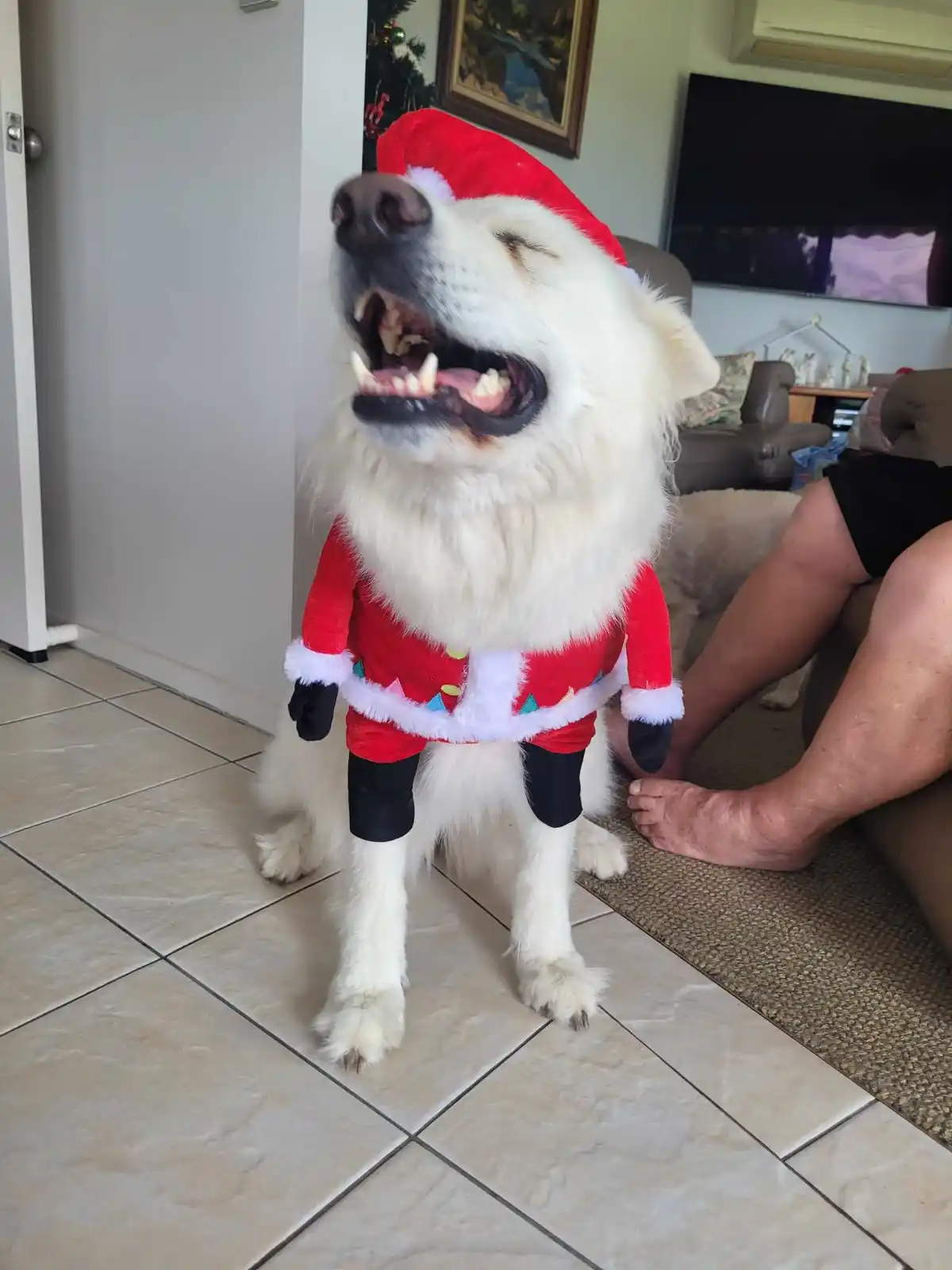 A fluffy white dog wearing a full Santa Claus costume, including a red hat, red suit with white trim, and black gloves, is…