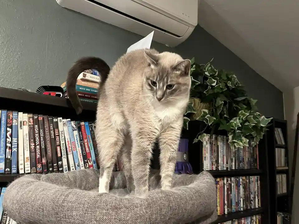 A grey cat with a dark tail stands in a grey cat bed, looking down with a stern expression. A single white paper hat is…