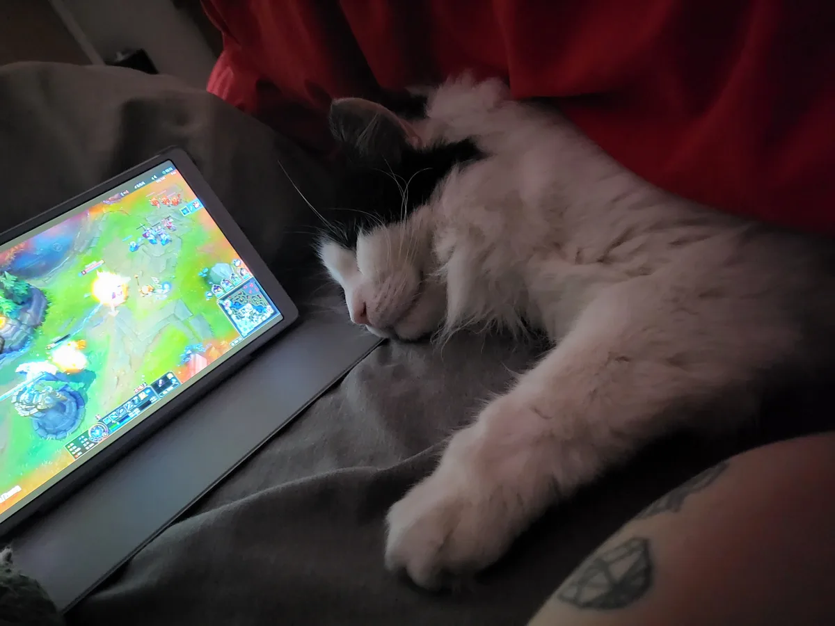 A fluffy black-and-white cat is sleeping soundly on a person's lap, next to a laptop displaying a colorful multiplayer…