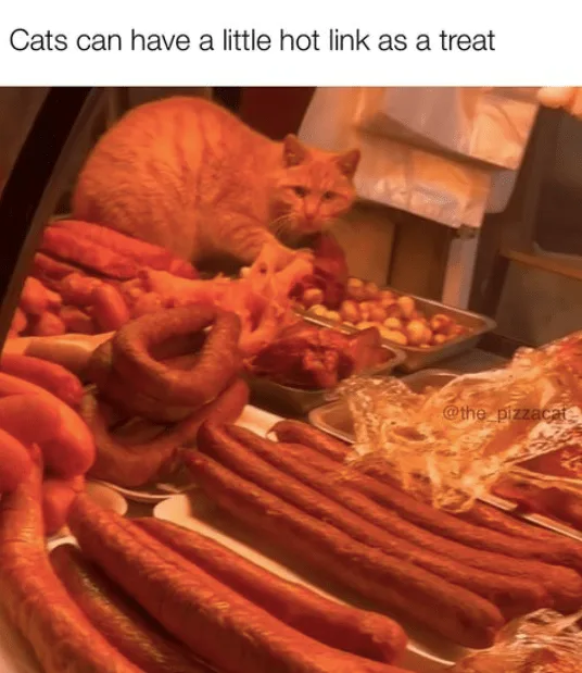 An orange tabby cat is perched atop a display case filled with various sausages, hot dogs, and other meats, looking down at…