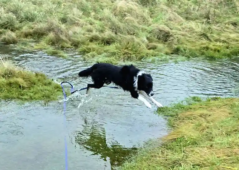 A black and white dog is captured mid-leap, splashing through shallow water while still attached to a blue leash that trails…