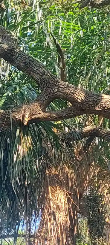 A close-up photo of a tree with thick, textured branches and long, green, grass-like leaves, with sunlight filtering…