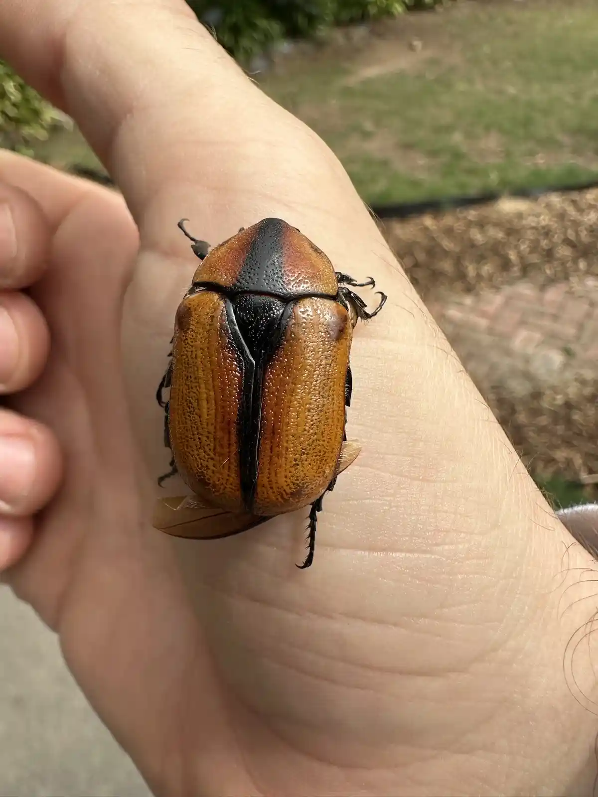 A large, shiny brown and black beetle with textured elytra and visible legs is resting on the palm of a person's hand. The…