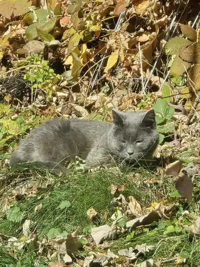 A gray cat is lying down in a patch of grass mixed with fallen autumn leaves, appearing to be sleeping or resting with its…