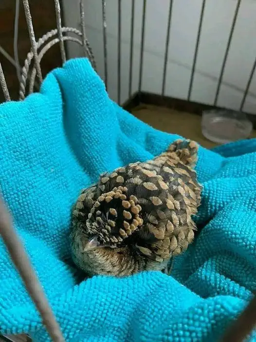 The Unusual Pinecone That Caught My Eye