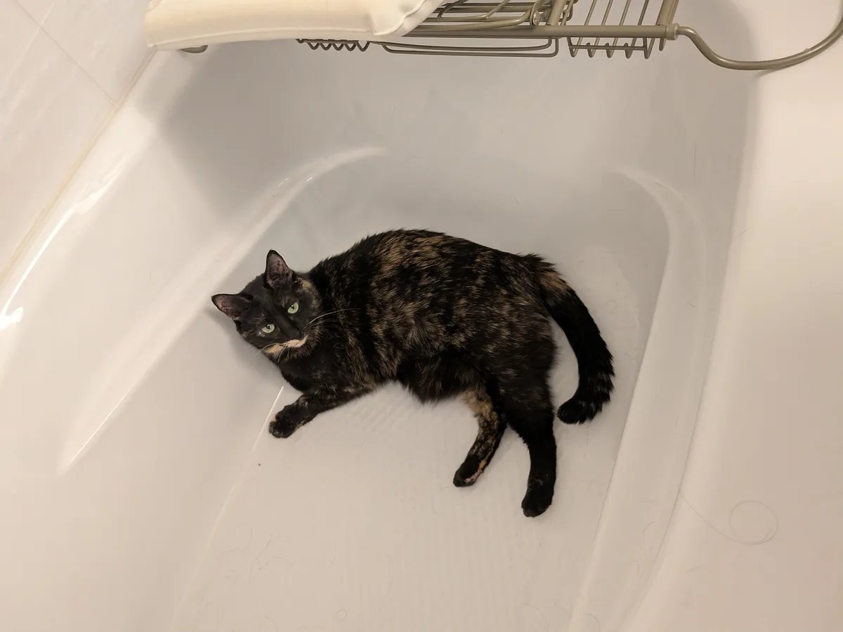 A tortoiseshell cat with green eyes lies sprawled in a white bathtub, looking up calmly. The tub has visible hair and a…