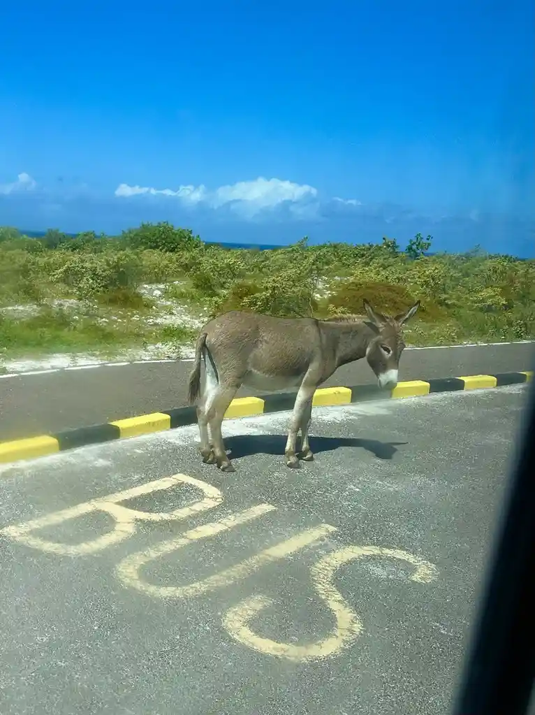 A donkey stands in a marked bus lane on a paved road, with yellow and black curb markings and faded yellow 'BUS' painted on…