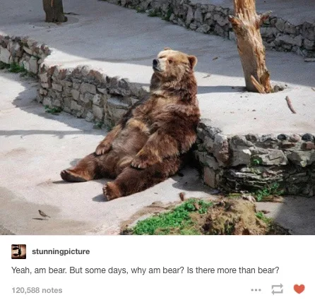 A large brown bear is lounging on its back against a low stone wall in an enclosure, looking relaxed and upward. The…