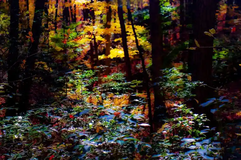 A Serene Walk Through the Enchanting Forest