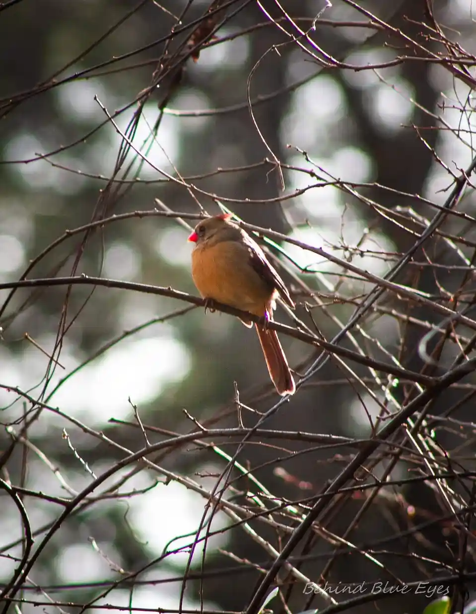 A female cardinal with brownish feathers and a red beak perches on a bare branch among tangled twigs, with soft bokeh in the…