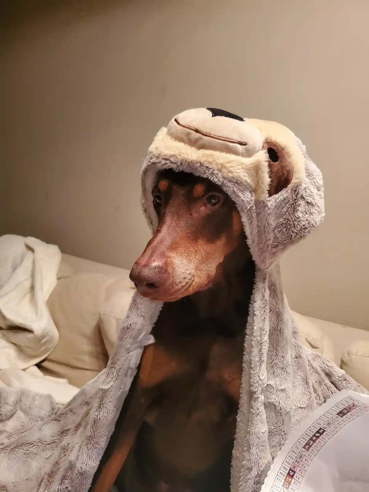 A brown and black dog, likely a Doberman, sits on a couch wearing a fluffy, light-colored animal-themed hooded robe with a…