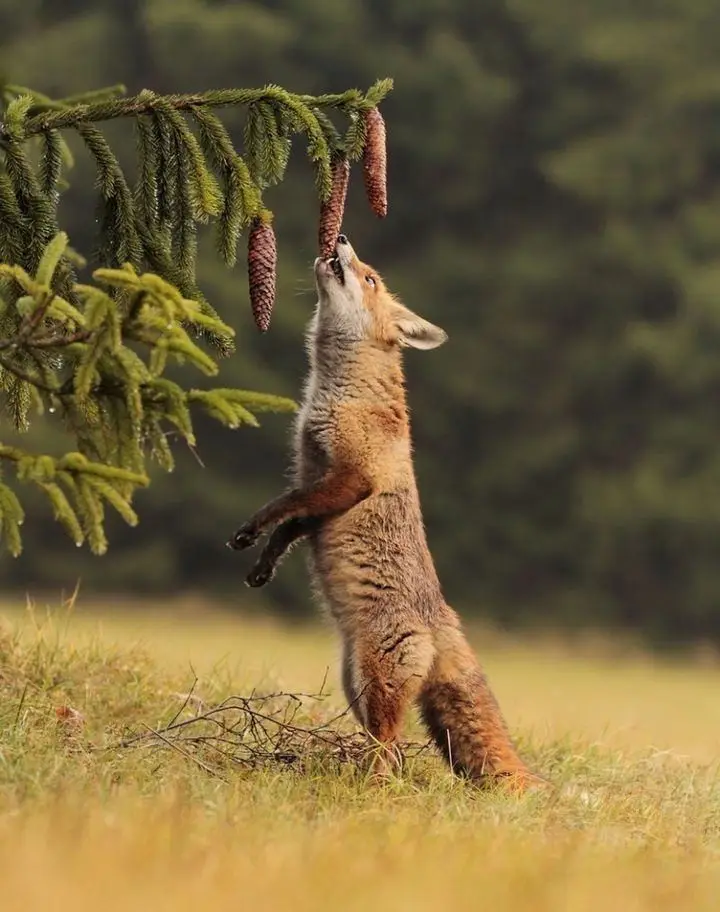 A red fox stands on its hind legs in a grassy field, stretching its front paws upward to reach pine cones hanging from a…