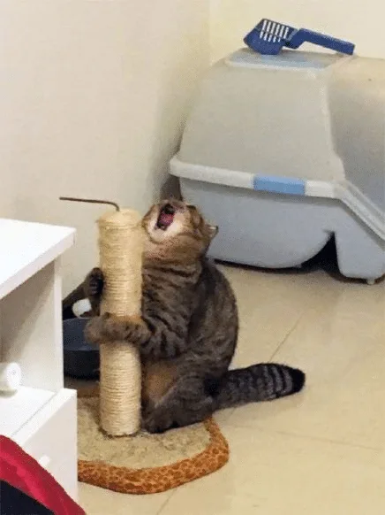 A tabby cat is sitting upright on a scratching post, mouth wide open in a yawn or meow, with a closed litter box visible in…