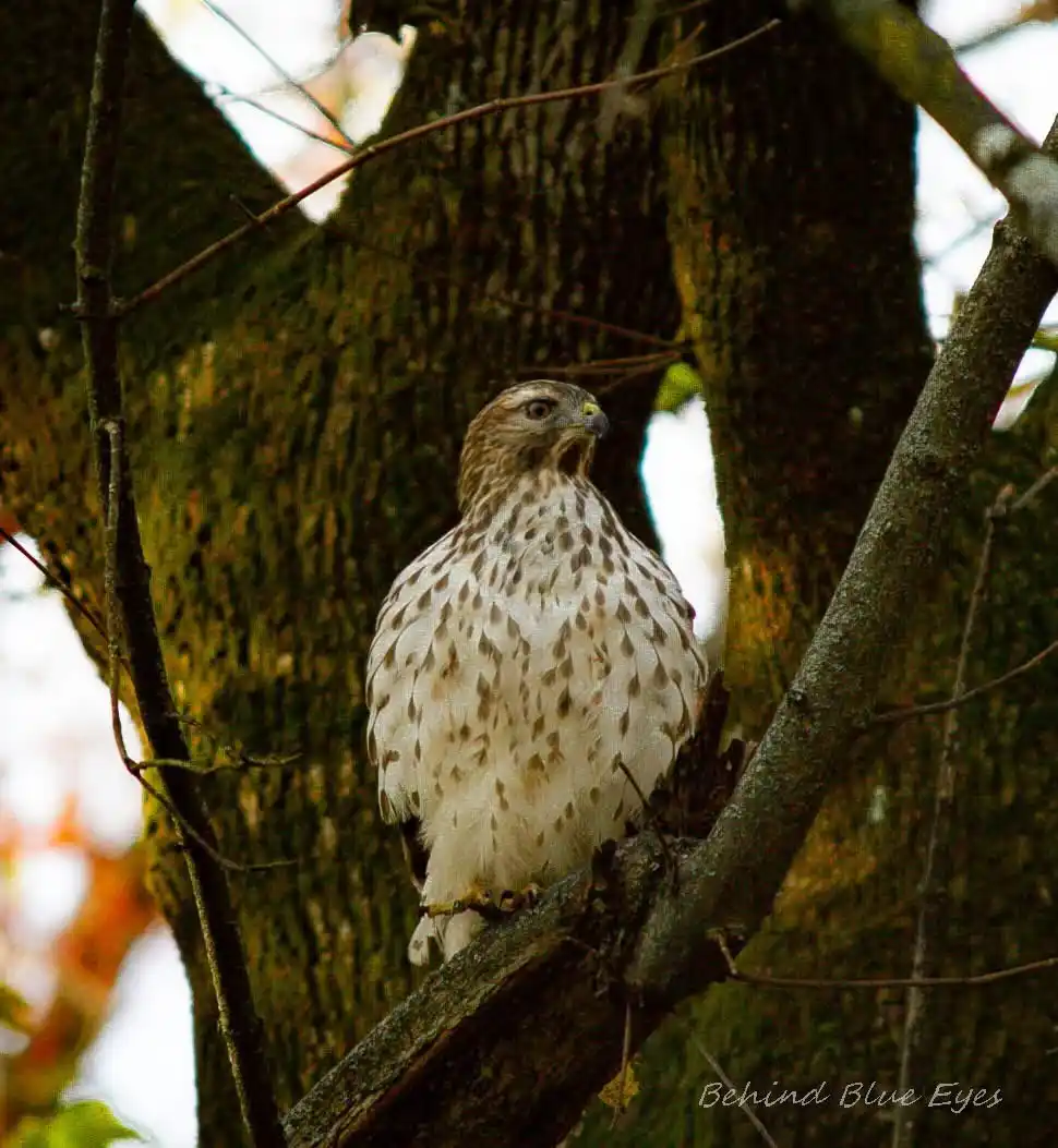Majestic Red-Shouldered Hawk in Action