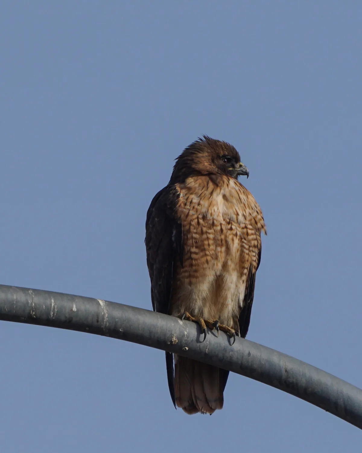 A brown hawk with dark wings and a sharp beak perches calmly on a gray metal pole against a clear blue sky. The image has…