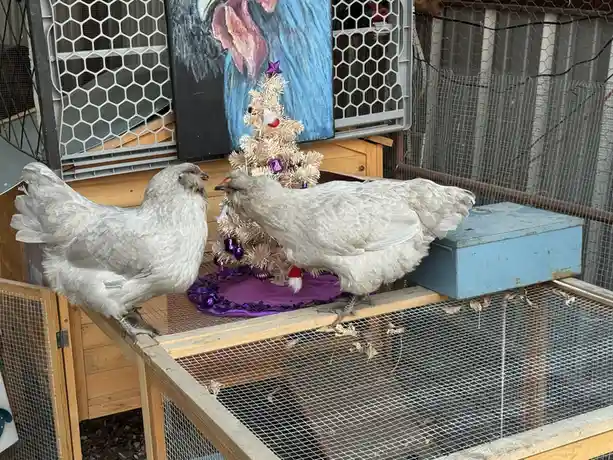 Two fluffy white chickens stand on a wooden perch inside a wire-mesh enclosure, facing each other near a small, decorated…