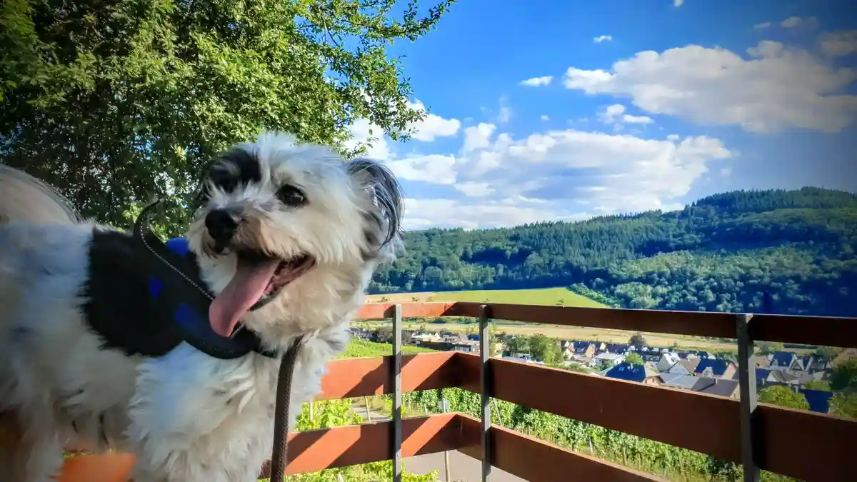A small, fluffy white and black dog with its tongue out, wearing a black and blue harness, stands on a wooden railing…
