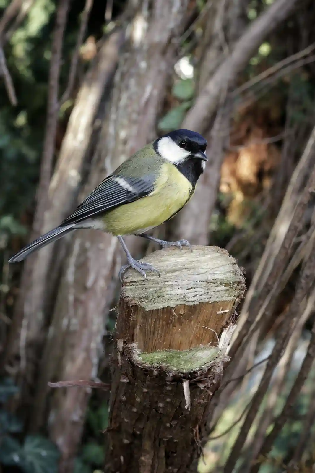 A great tit bird with a black head, white cheeks, and yellow breast perches on a mossy tree stump. The overlaid text reads…