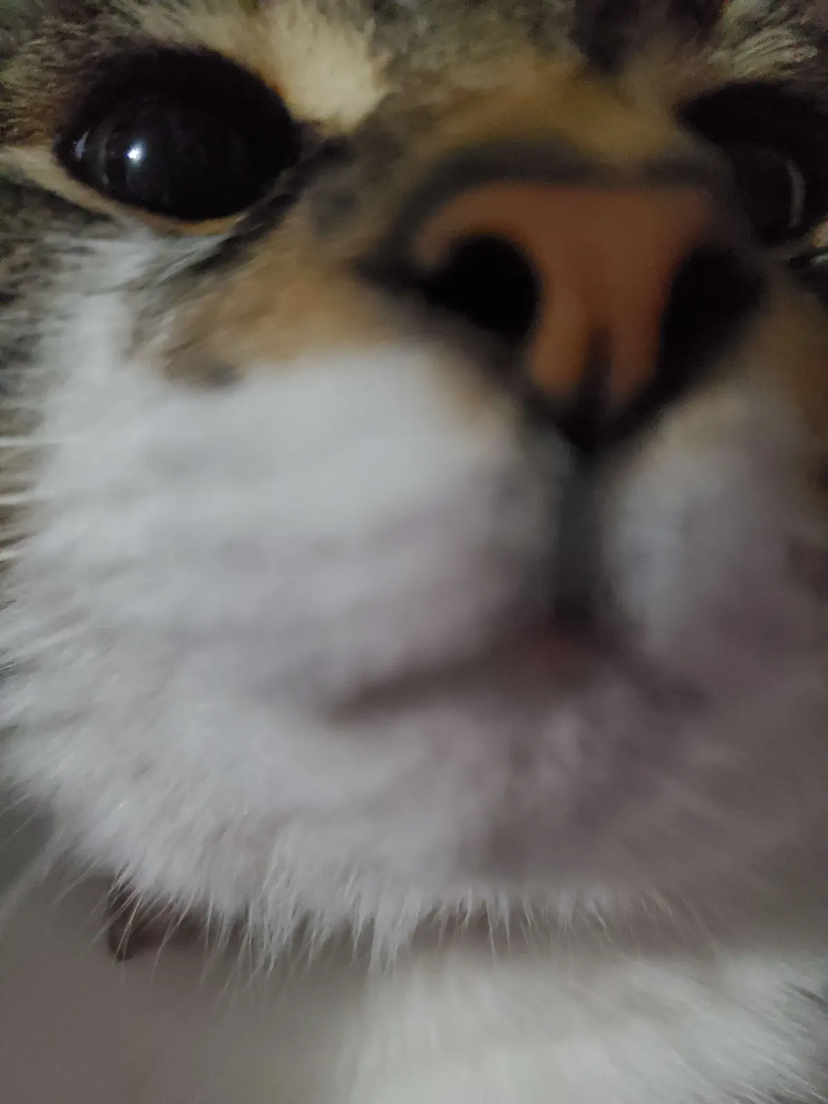 A blurry, extreme close-up photo of a cat's face, focusing on its nose and whiskers, with one eye visible and the other…