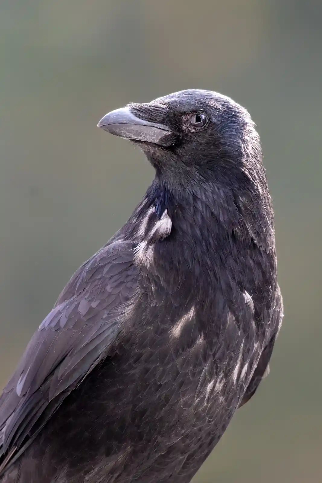 A close-up photograph of a black bird, likely a crow or raven, with a serious, human-like expression. The bird's head is…