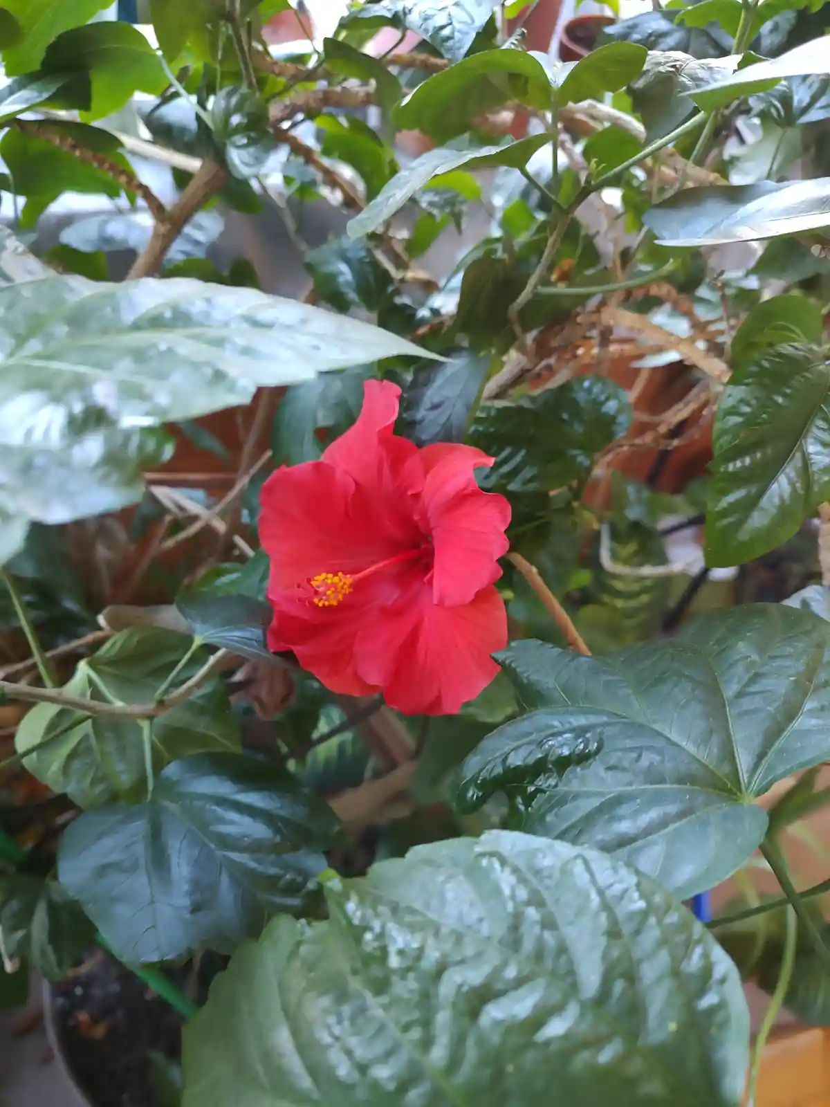 A vibrant red hibiscus flower blooms amidst lush green leaves in a potted plant, with the overlaid text reading 'i'm not a…