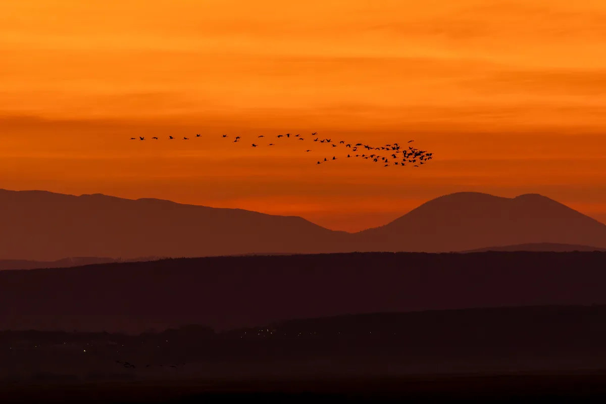 A flock of geese flies in a classic V-formation across a vibrant orange sunset sky, silhouetted against distant rolling…